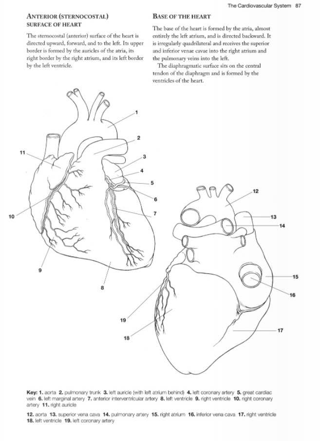 Wellspring - Wholesale Coloring Book - Adult - Coloring Book - Anatomy4