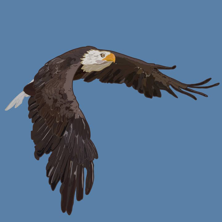 Pygargue à tête blanche pour la vente par Dogs And Designs