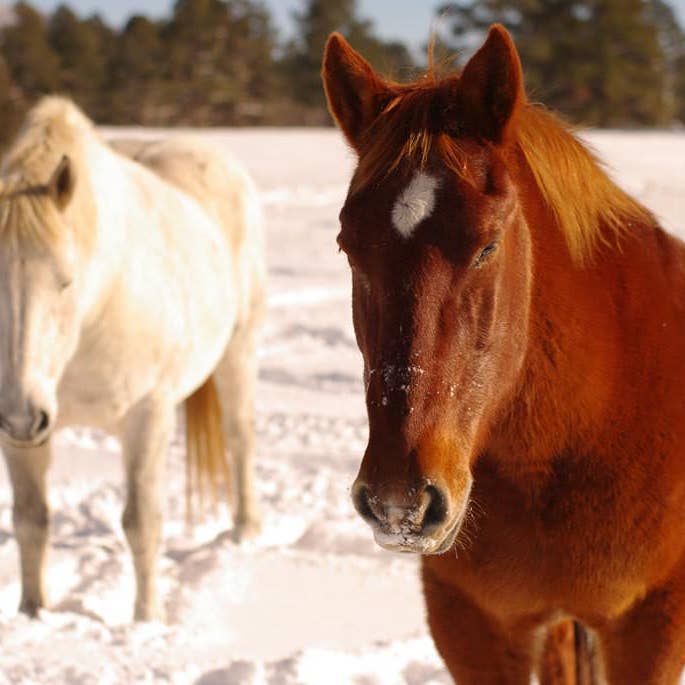 Winter Draft Horses, Colorado for wholesale by lostkatphoto