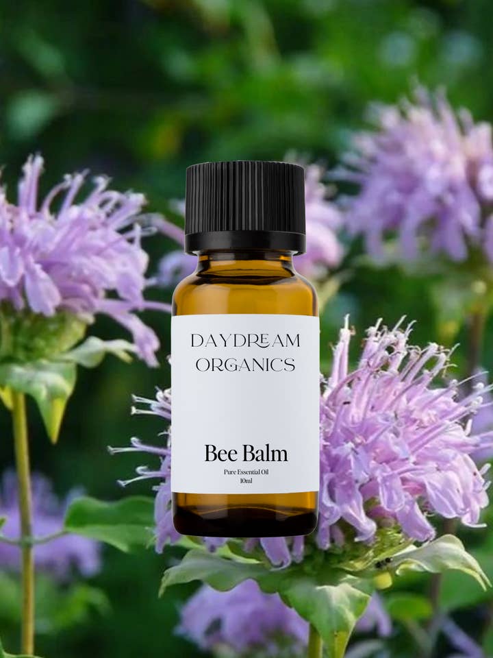 Bee Balm Essential Oil for wholesale by Daydream Organics | Prairie Doctor Brand