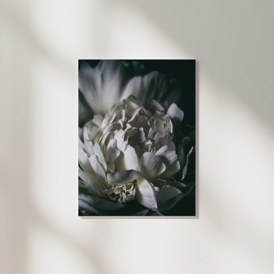 Alexis Arnold Photography - Wholesale Art Print - Fine Art Wrapped Canvas Peony Wall Art2