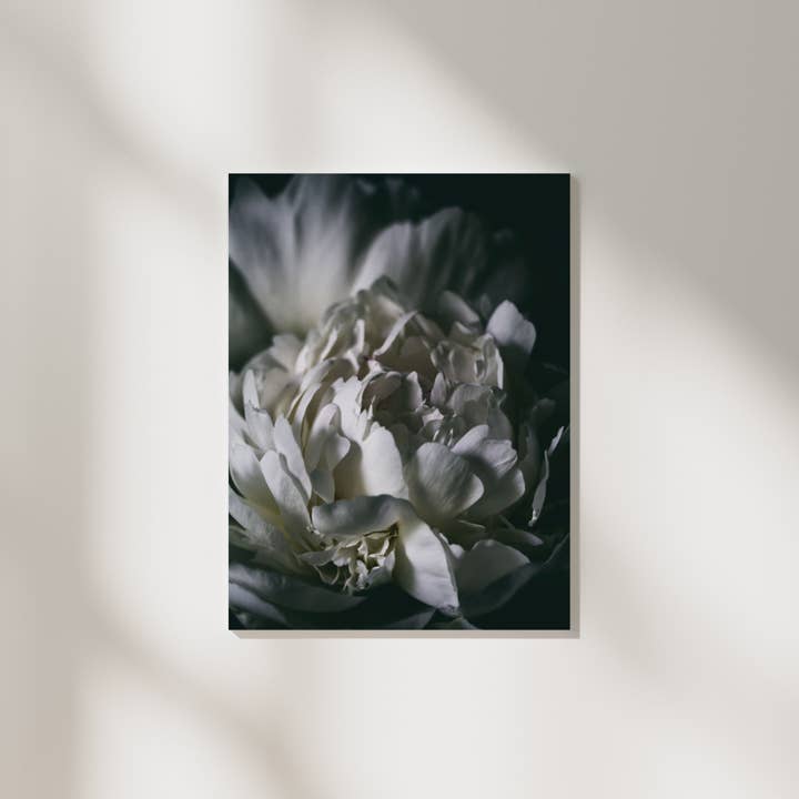 Alexis Arnold Photography - Wholesale Art Print - Fine Art Wrapped Canvas Peony Wall Art2
