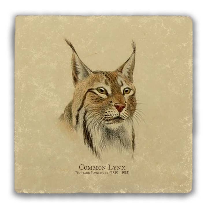 Nelson Gifts Wholesale - Wholesale Coasters - "Common Lynx" Tumbled Stone Coaster