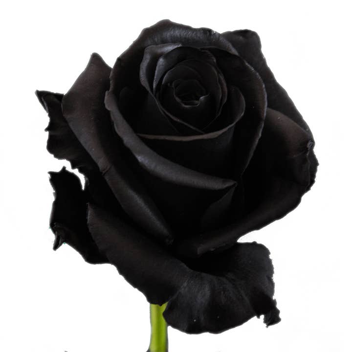 Lulu's Petals - Wholesale Fresh Cut Flowers - Live Black Roses 1