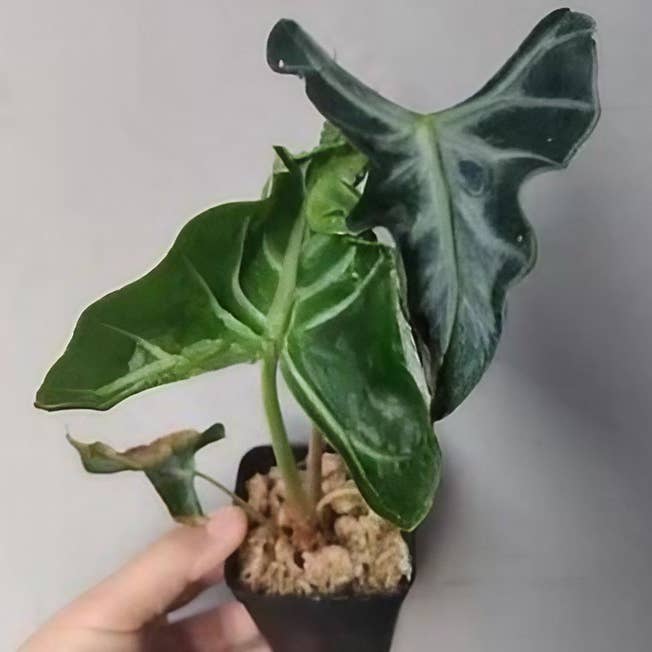 Alocasia "Loco" TC Pflänzchen | Seltene Zimmerpflanze für den Großhandel von OrchidBox