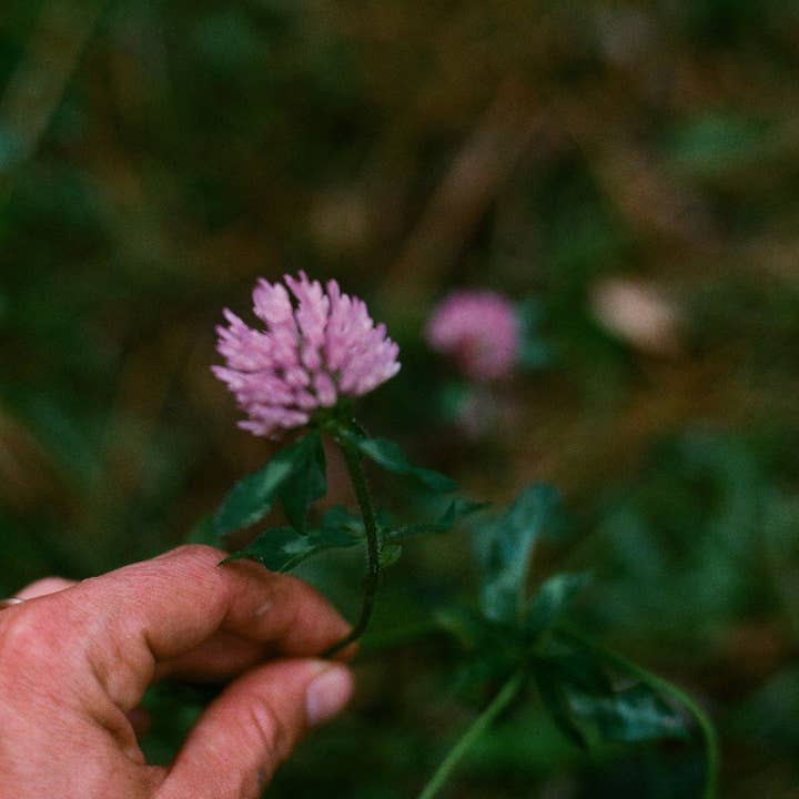 loam.earth - Wholesale Body Cream/Lotion - Dandelion Meadow Cream2