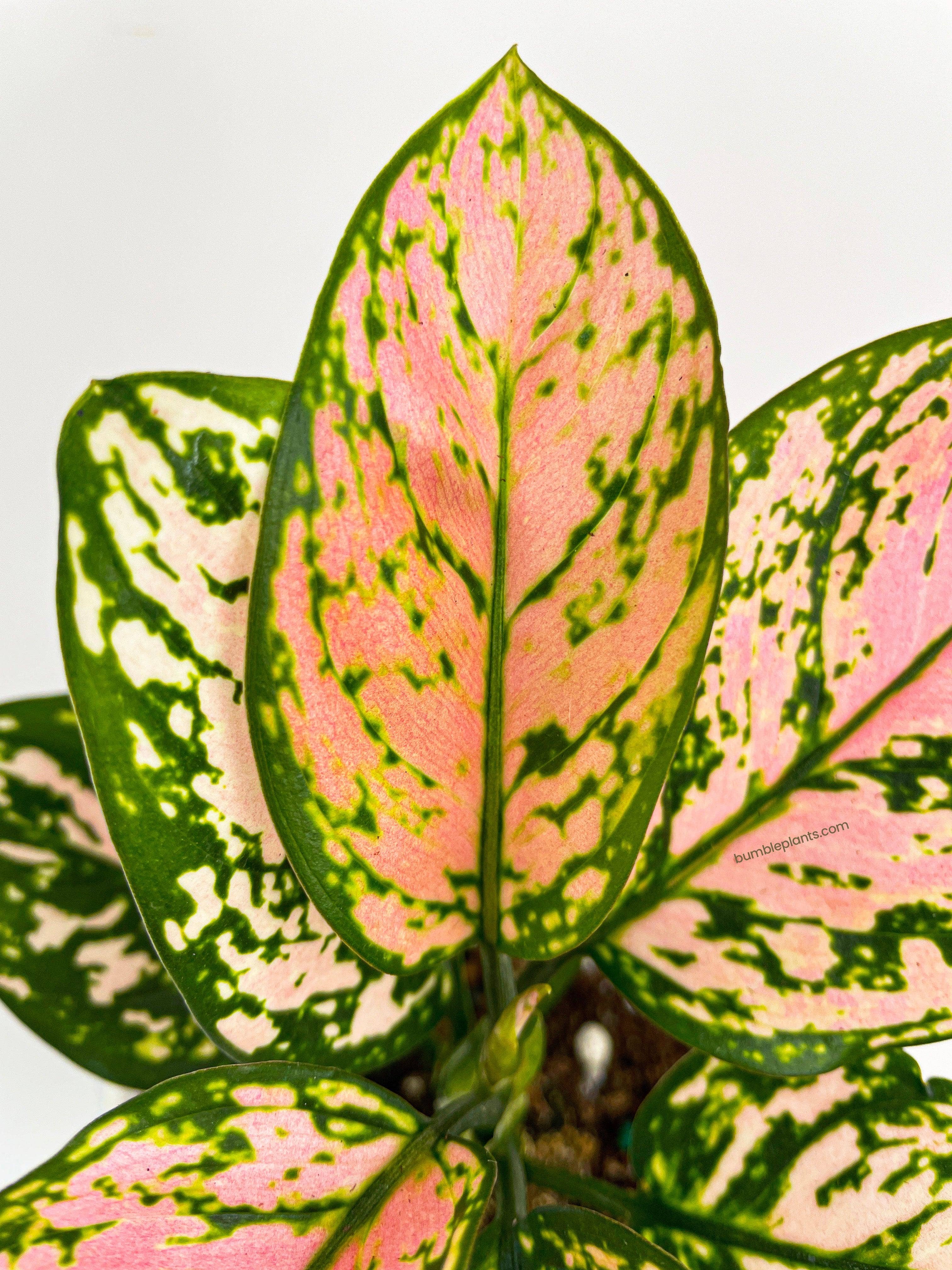 Bumble Plants - Wholesale Live Plant - Aglaonema Cherry Anyanmanee 'Lady Valentine'8