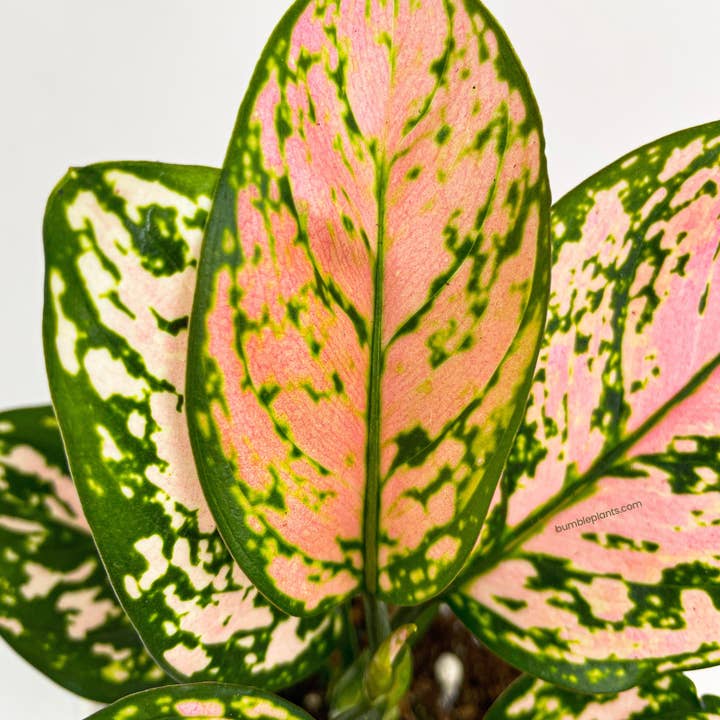 Bumble Plants - Wholesale Live Plant - Aglaonema Cherry Anyanmanee 'Lady Valentine'8