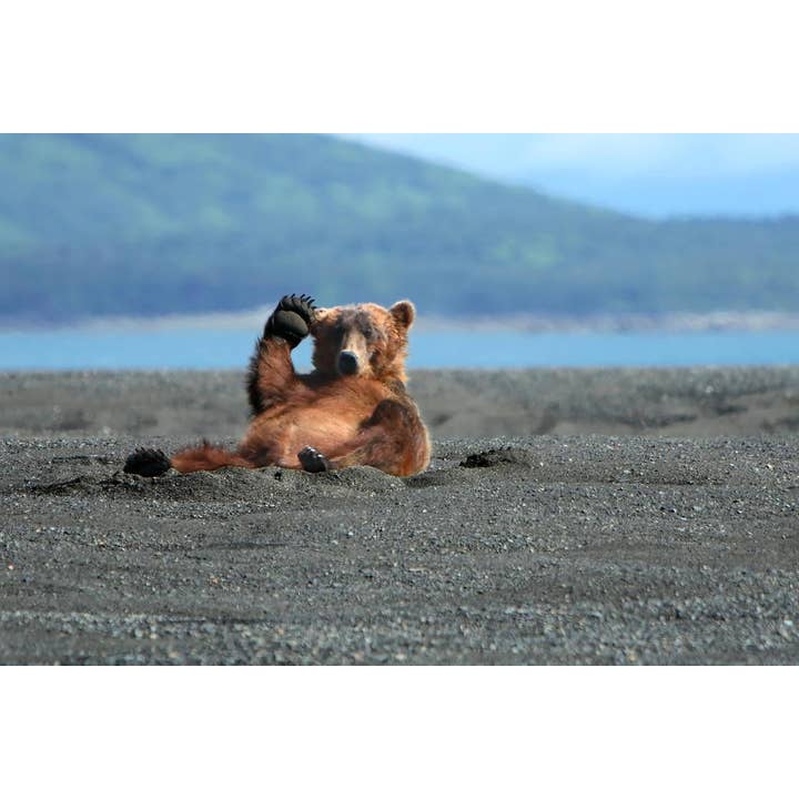Multi Color Alaskan Coastal Brown Bear Kodiak Waving Photo Photograph Wall Art for wholesale on Faire