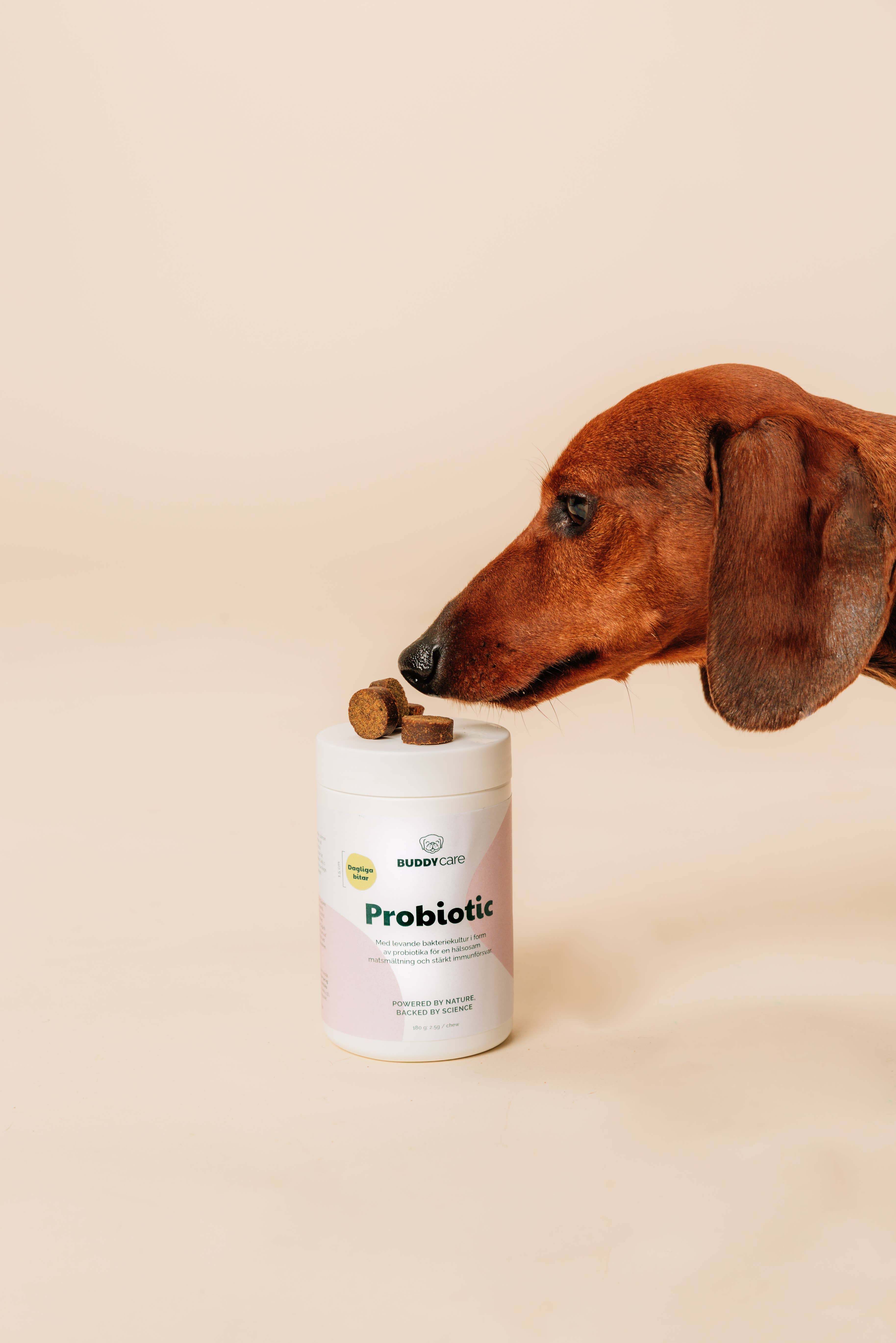 Buddy Pet Foods - Wholesale Pet Supplement - Dog - BuddyCare - Probiotic4
