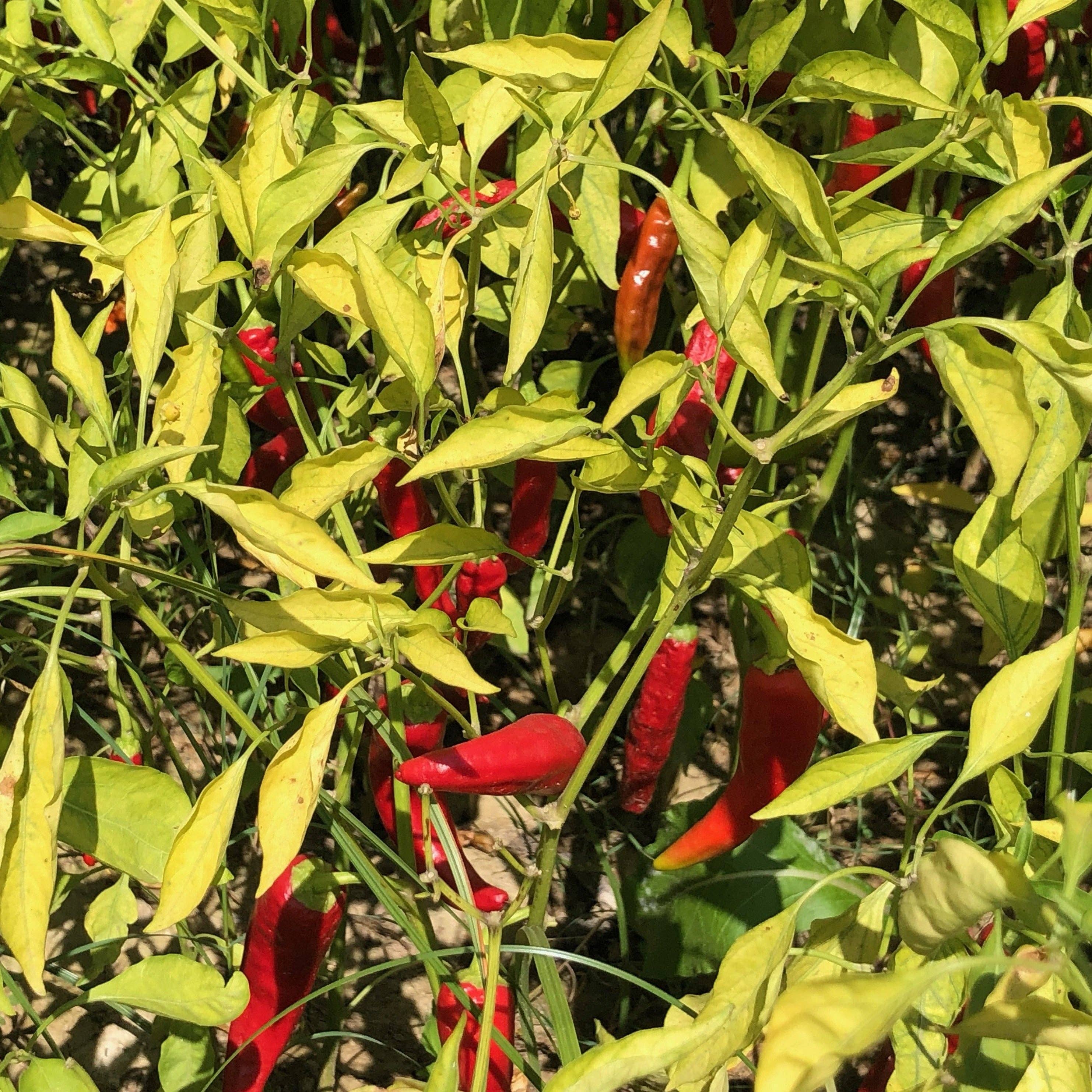 Burlap & Barrel - Wholesale Dried Spice - Kashmiri Chili Powder - Single Origin Spice & Seasoning3