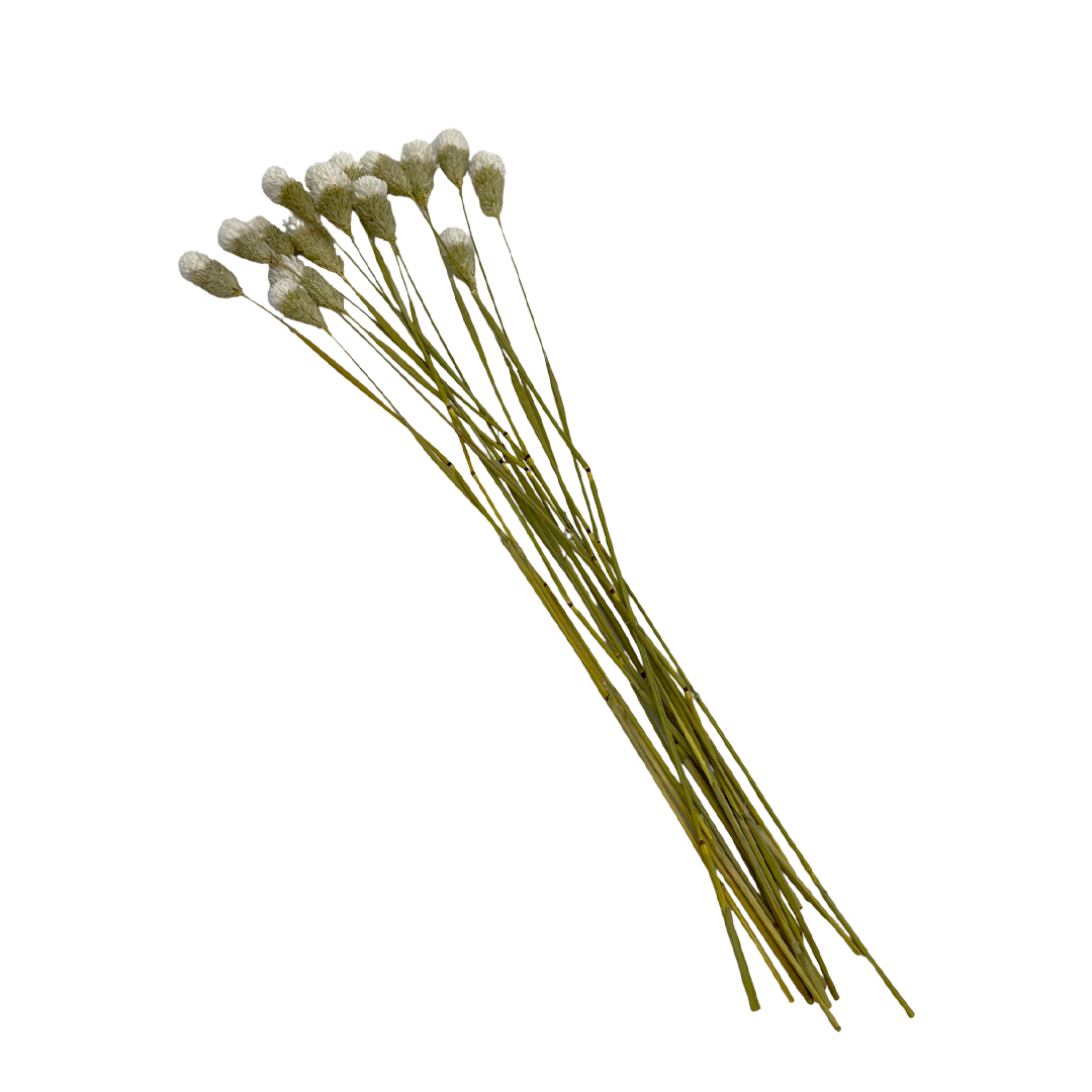 2626 Designs – Engroshandel Tørrede/pressede blomster – Tørret Gomphrena Globosa, 56-61 cm lang, 16 stk/bundt24