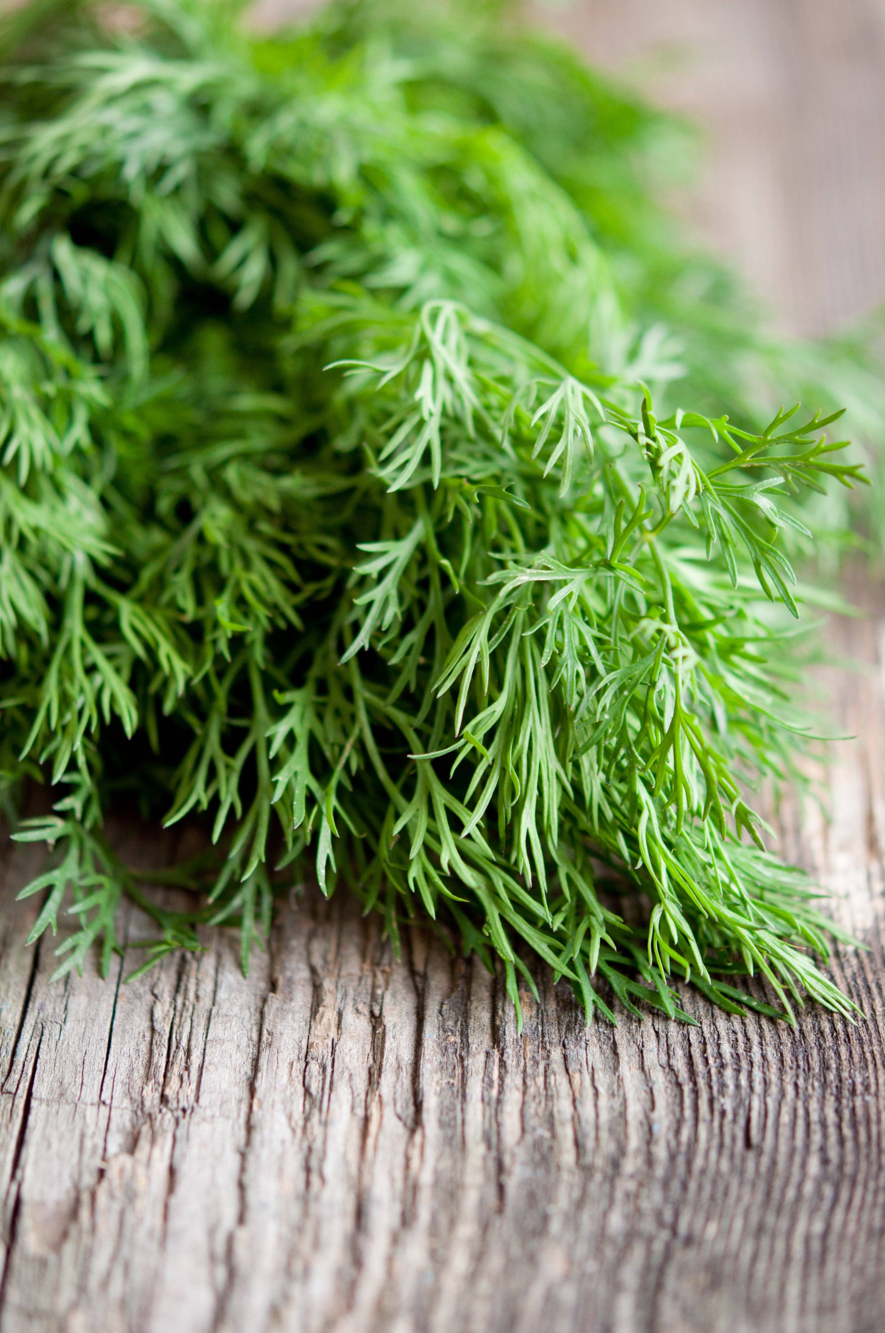 Bentley Seed Co. - Wholesale Plant Seeds - Fennel, Florence Seed Packets3