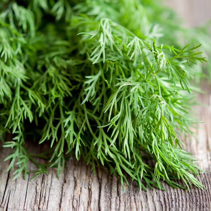 Bentley Seed Co. - Wholesale Plant Seeds - Fennel, Florence Seed Packets3