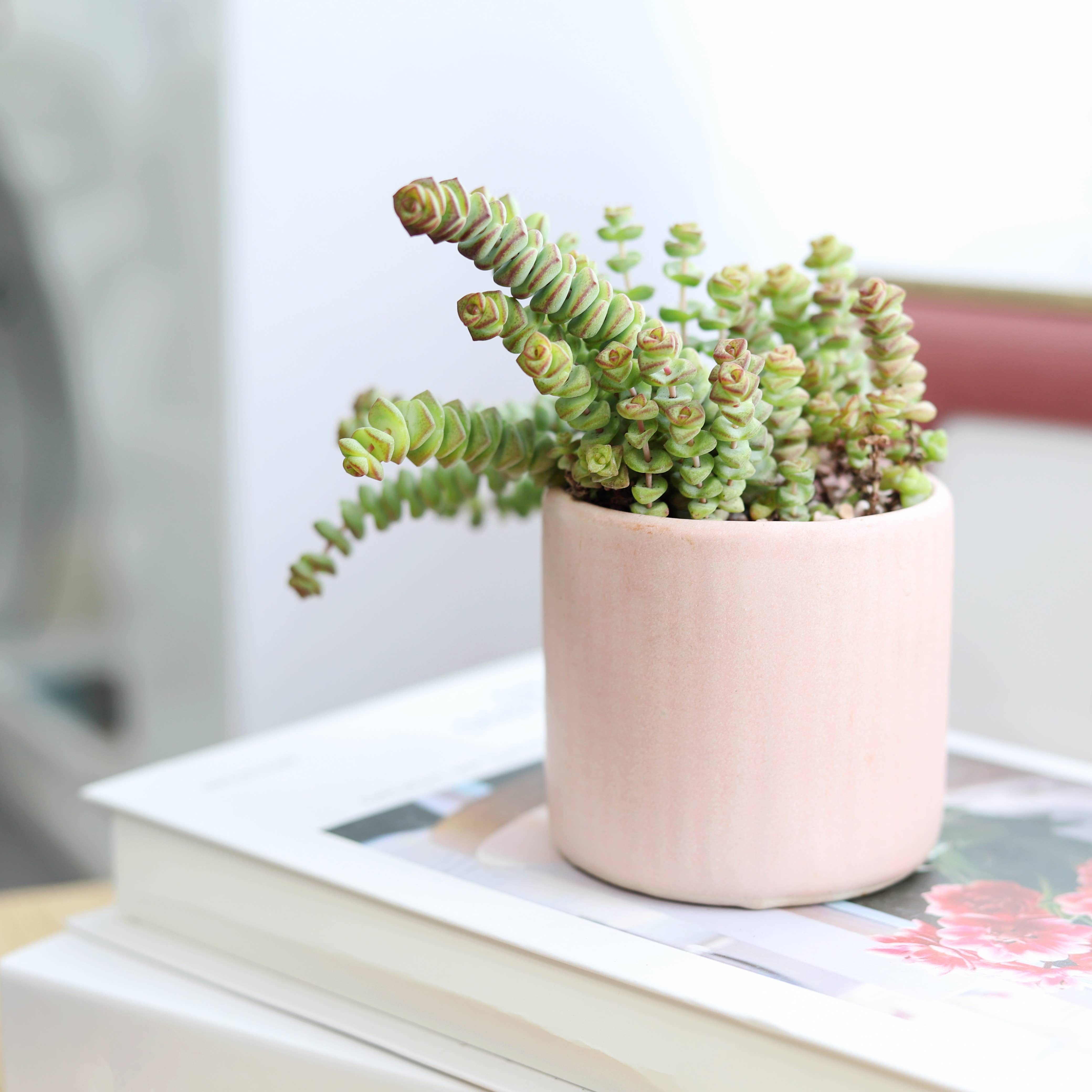 Best Plant Friend - Wholesale Succulent - Crassula Baby Necklace - Live Succulents Plant 2/4 inch Pot6