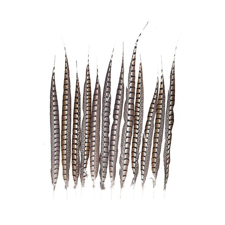 Lady Amherst Pheasant Tails - Natural - 20 - 30" for wholesale by Zucker Feather Products
