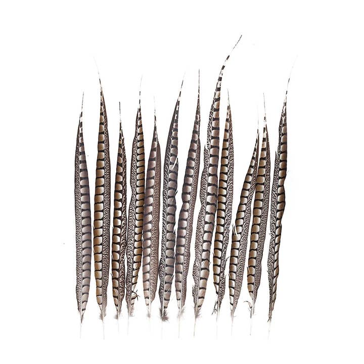 Lady Amherst Pheasant Tails - Natural - 20 - 30" for wholesale by Zucker Feather Products