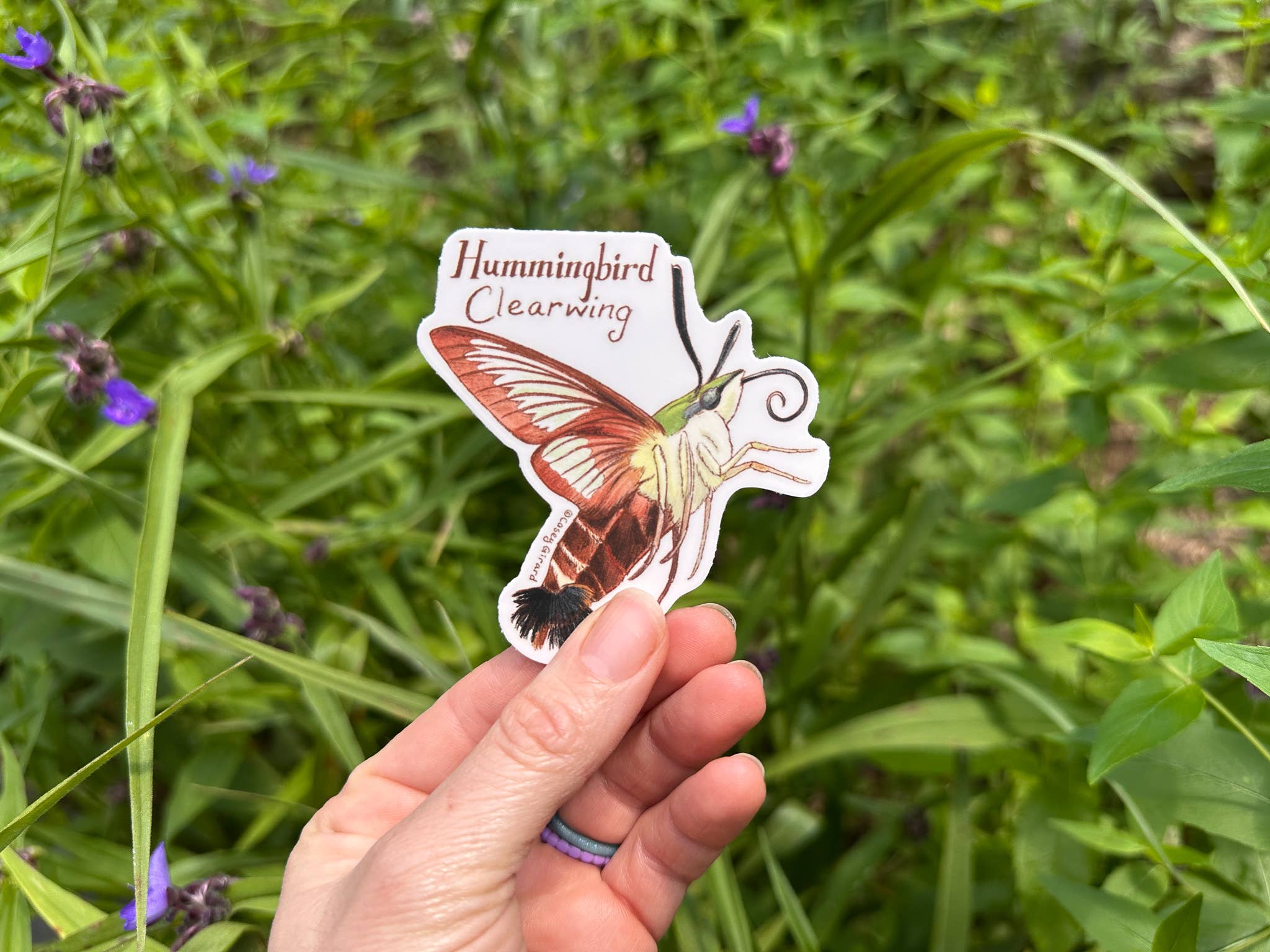 River Thrush Studio - Wholesale Sticker - Hummingbird Clearwing - Vinyl Sticker1