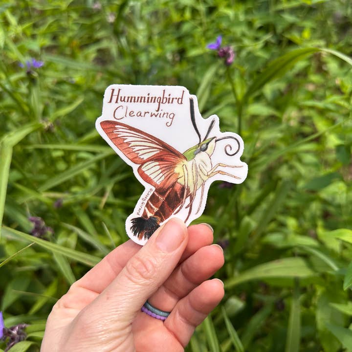 River Thrush Studio - Wholesale Sticker - Hummingbird Clearwing - Vinyl Sticker1