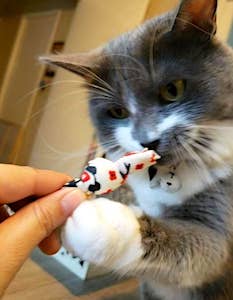 Eco-Pup - Vente Jouet – chat - Jouets à nœuds en cataire 100 % recyclés2