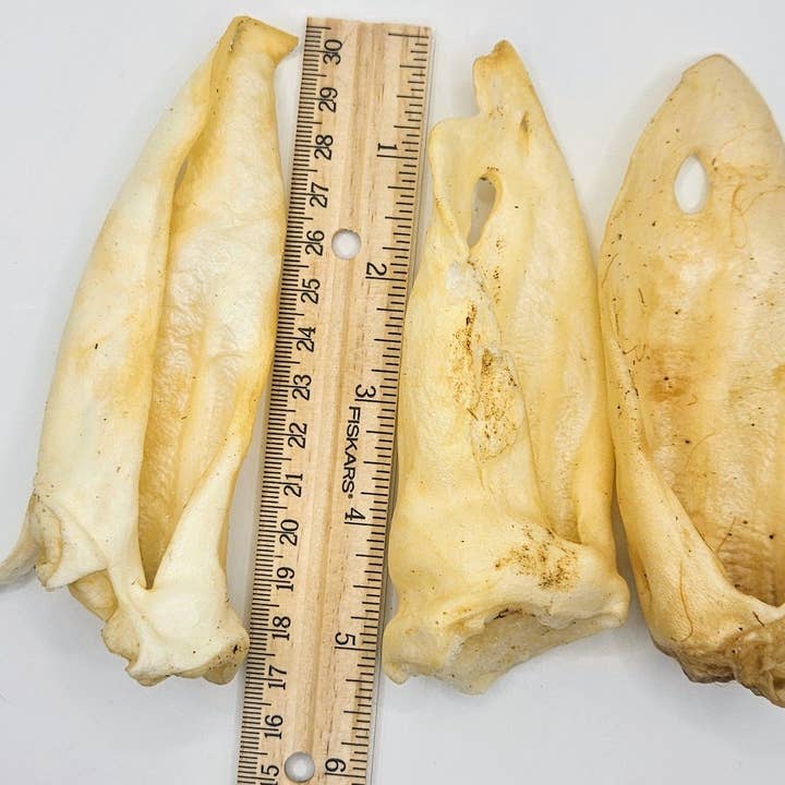 Blue's Colorado - Wholesale Pet Treats - Dog - Pet Provisions Lamb Ears3