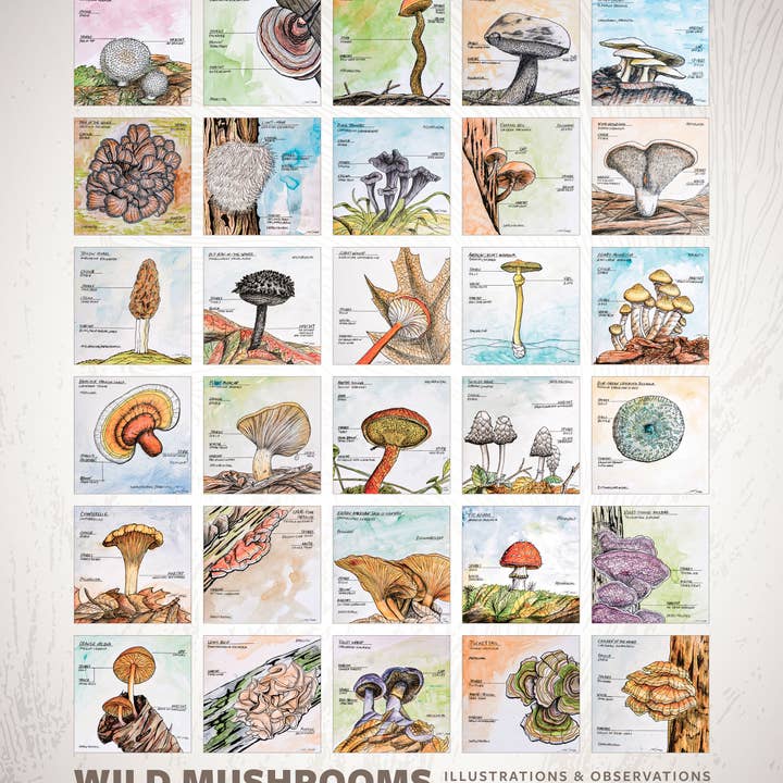 Jon M Styer - Wholesale Poster - Wild Mushrooms Poster - 16x203