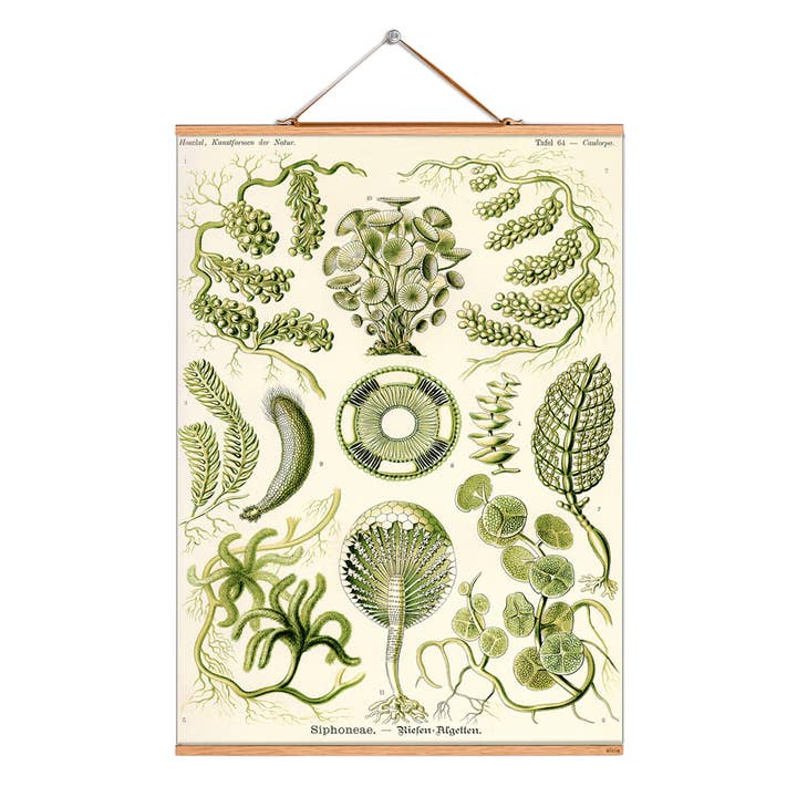 Faites défiler l'illustration n° 172/Haeckel/Algue géante pour la vente par Eicie