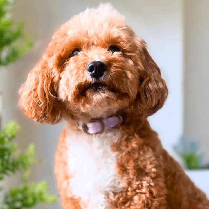 DOGUE Gingham Dog Collar for wholesale by DOGUE