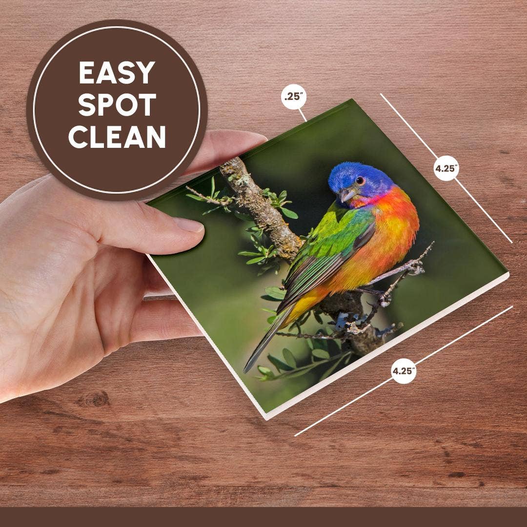 3dRose - Wholesale Coasters - 3dRose, Painted bunting foraging in brush country near the Rio Grande, Texas., Coaster6
