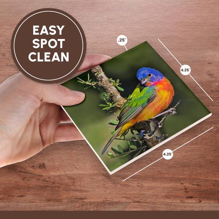 3dRose - Wholesale Coasters - 3dRose, Painted bunting foraging in brush country near the Rio Grande, Texas., Coaster6