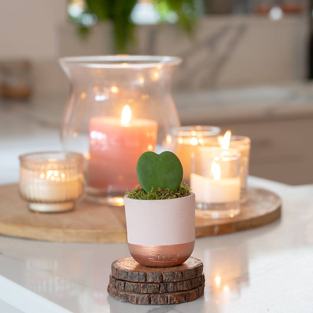 The Little Botanical - Wholesale Live Plant - Hoya Kerrii (Single Heart) 💚19