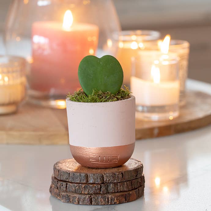 Hoya Kerrii (Single Heart) 💚 for wholesale by The Little Botanical