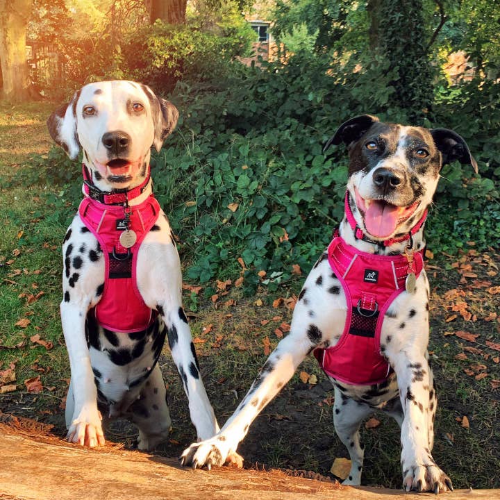 Pawshtails - Wholesale Pet Harness - Dog - Pink Anti-Pull Dog Harness