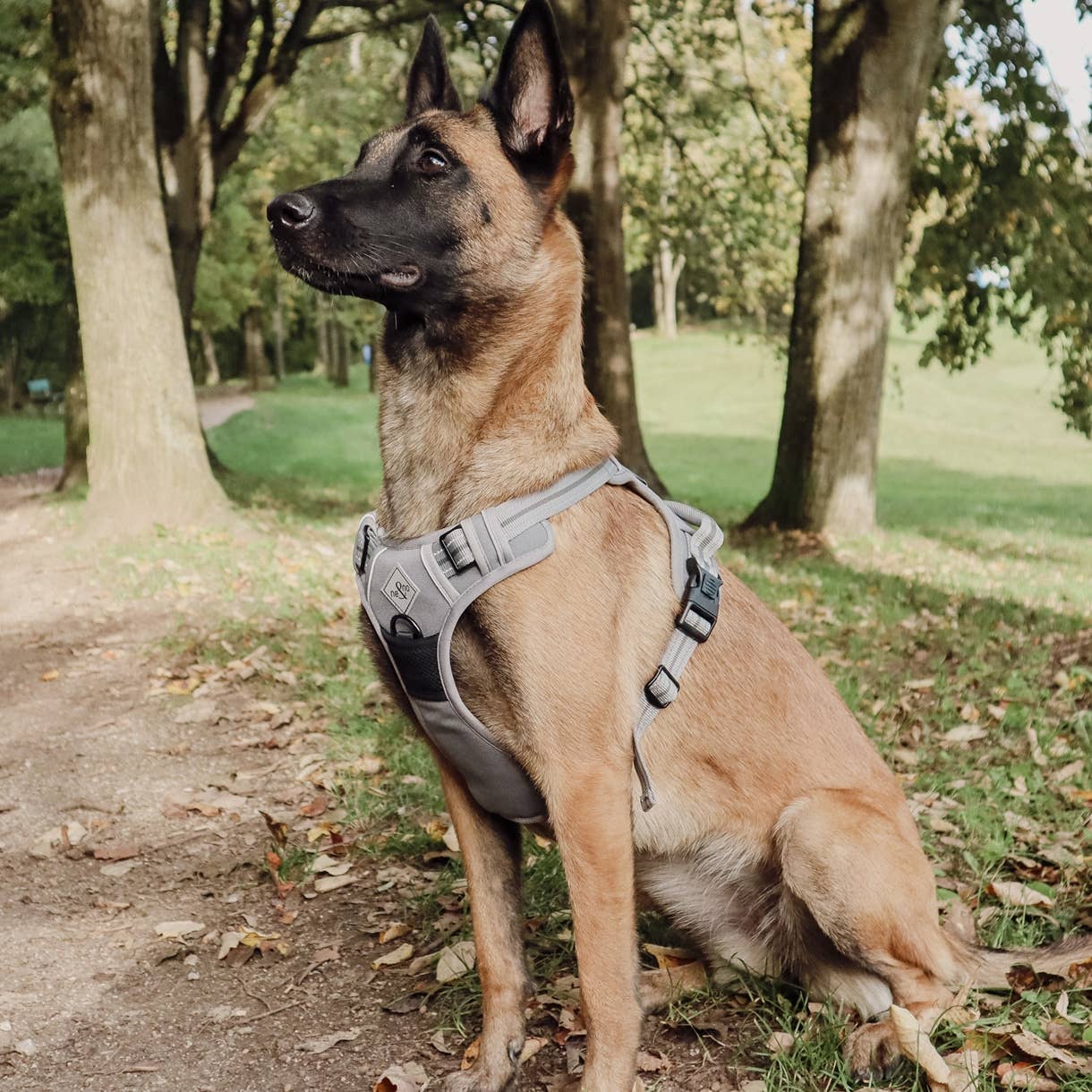 ne&no - Wholesale Pet Harness - Dog - ne&no® Outdoor Dog Harness + with Shock Absorber10