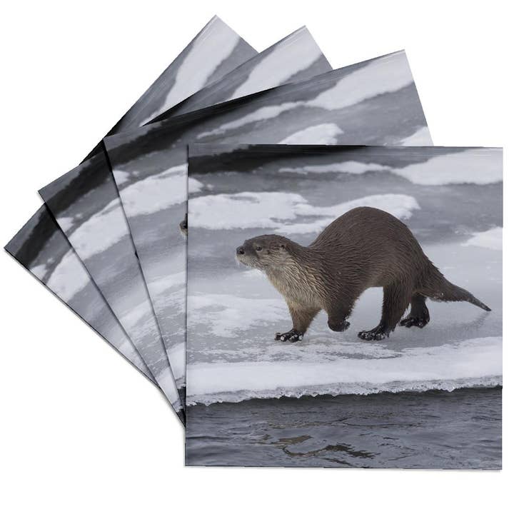 3dRose - Wholesale Coasters - 3dRose, River otter on ice, Coaster