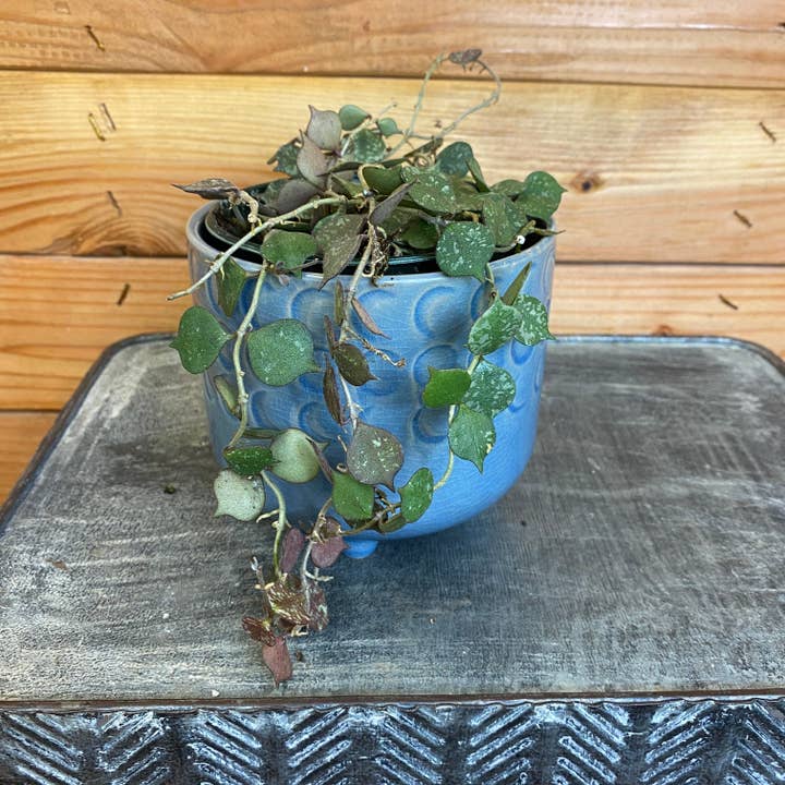 Hoya Curtisii, 4" Plant for wholesale by The Plant Farm