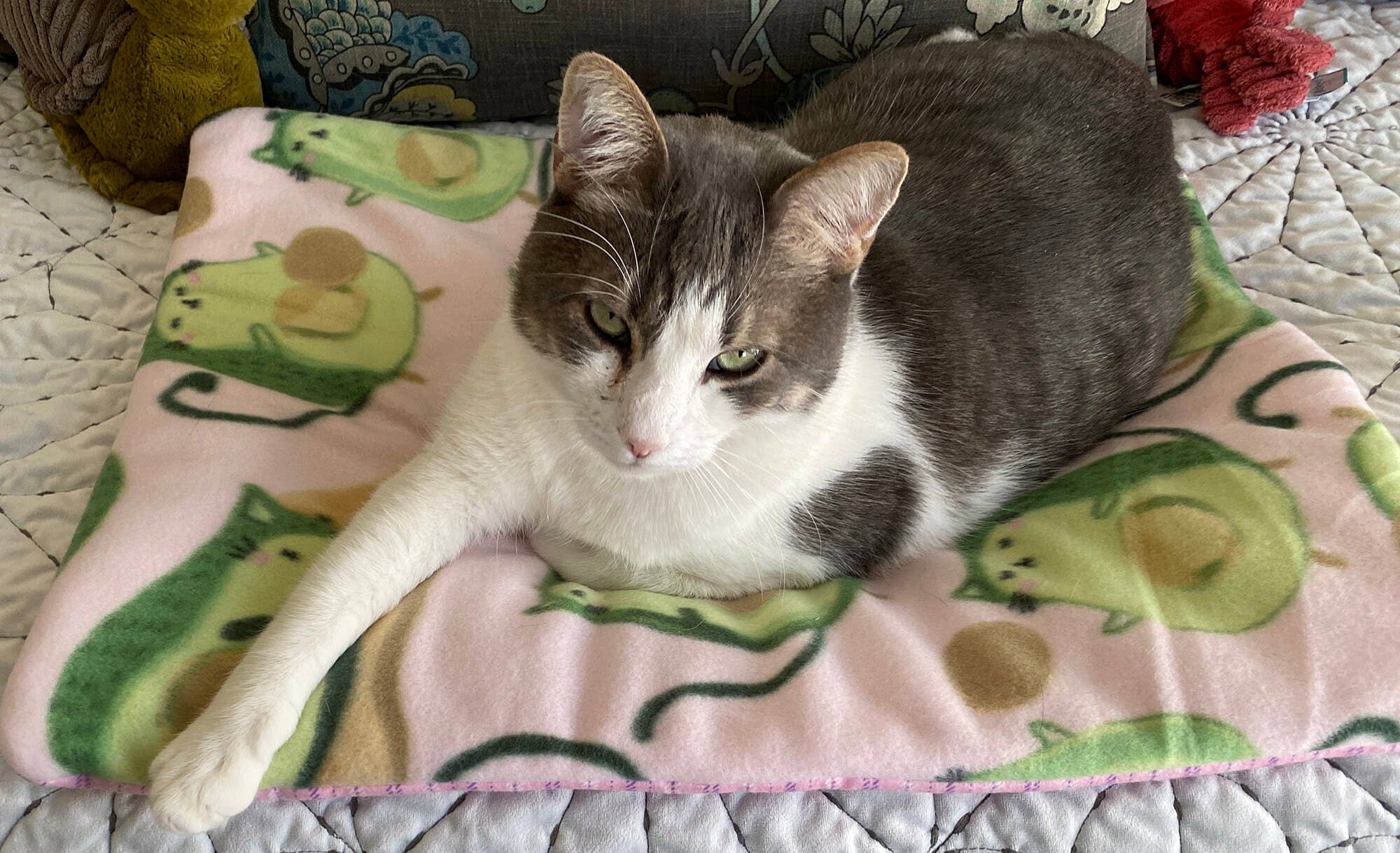 Screaming Pickles – cama - Gato e cão por atacado – Cama artesanal para bichos/tapete Abacado Cats Print1