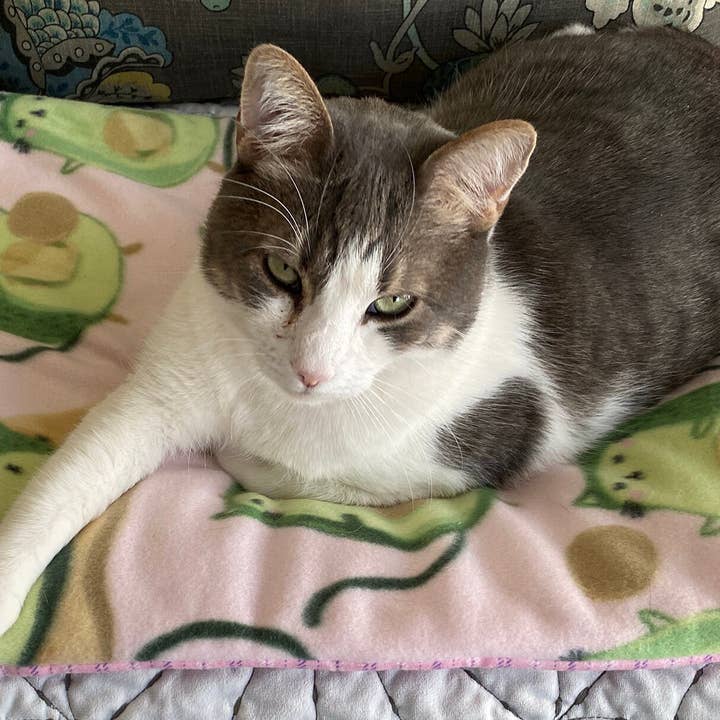 Screaming Pickles - Wholesale Pet Bed - Cat/Dog - Handmade Pet Bed/Mat Avocado Cats Print1