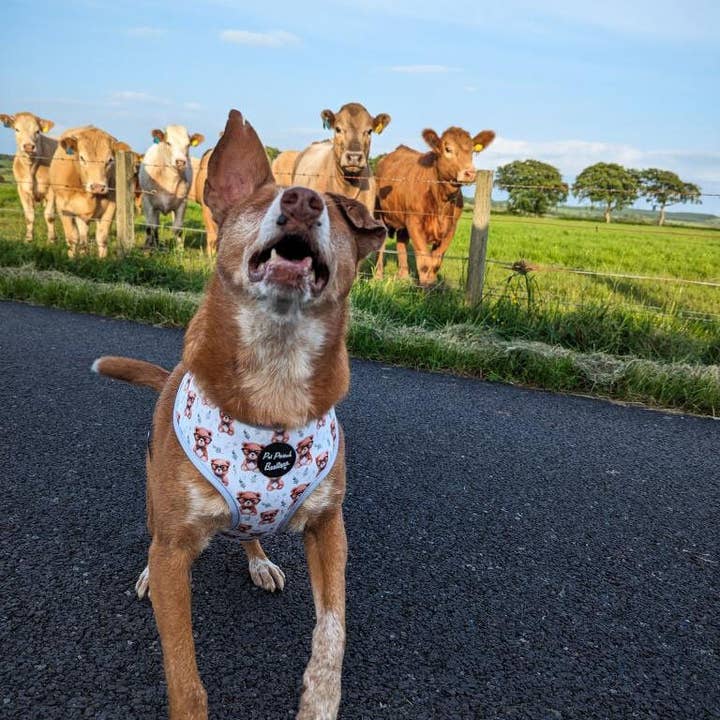 Pet Pooch Boutique - Wholesale Pet harness – Dog - Rusty Bear Puppy Dog Harness 4