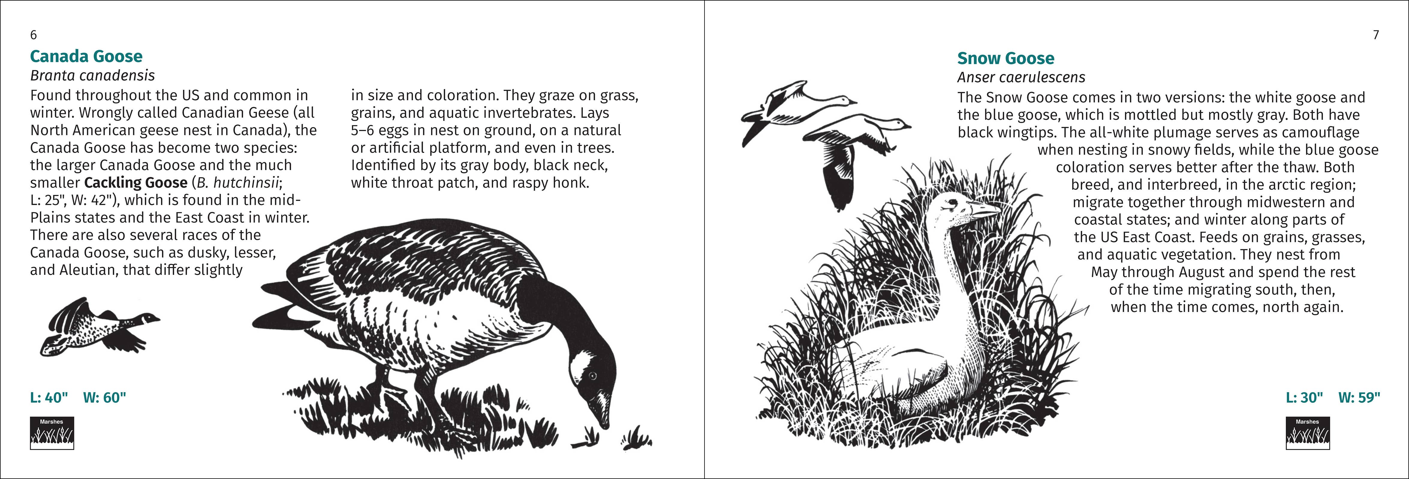 AdventureKEEN - Wholesale Nature & Outdoors - Bird Finder 2e8