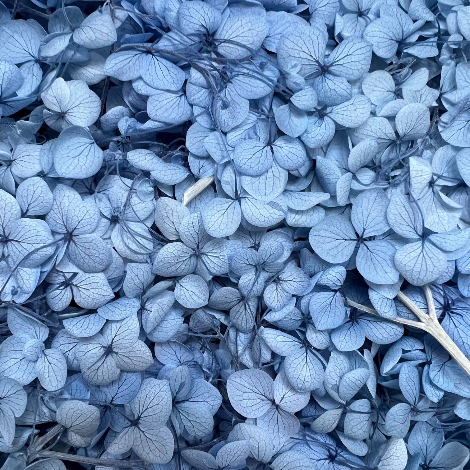 Flowery Work - Wholesale Dried/Pressed Flowers - 30 Colours Preserved & Dried Boxed Hydrangea Flower 30g17