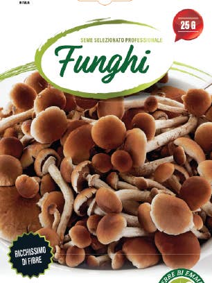 Mycelium for Pioppino Mushrooms for wholesale by Sementi & Barbatelle