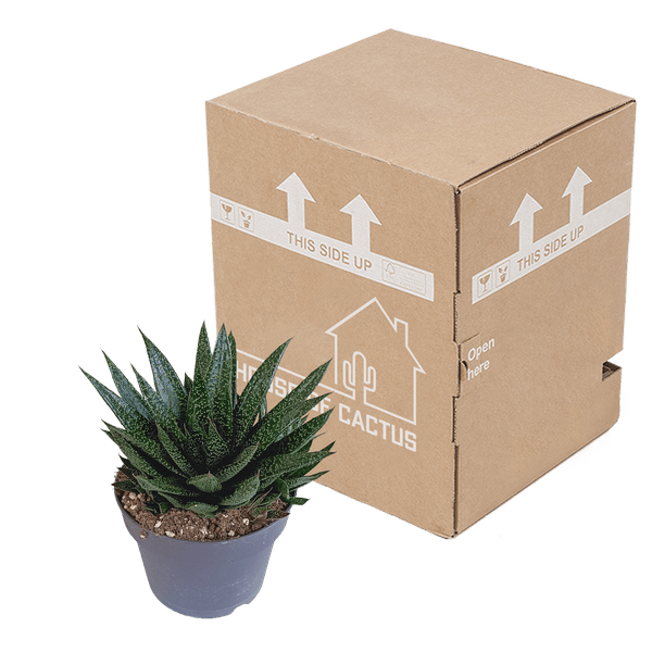 Oasis of Life - Wholesale Succulent - Gasteria d Due – Succulent Houseplant – Dark Green Spotted Leaves – Height approx. 17cm – Easy to Care for & Decorative – Direct from the Grower3