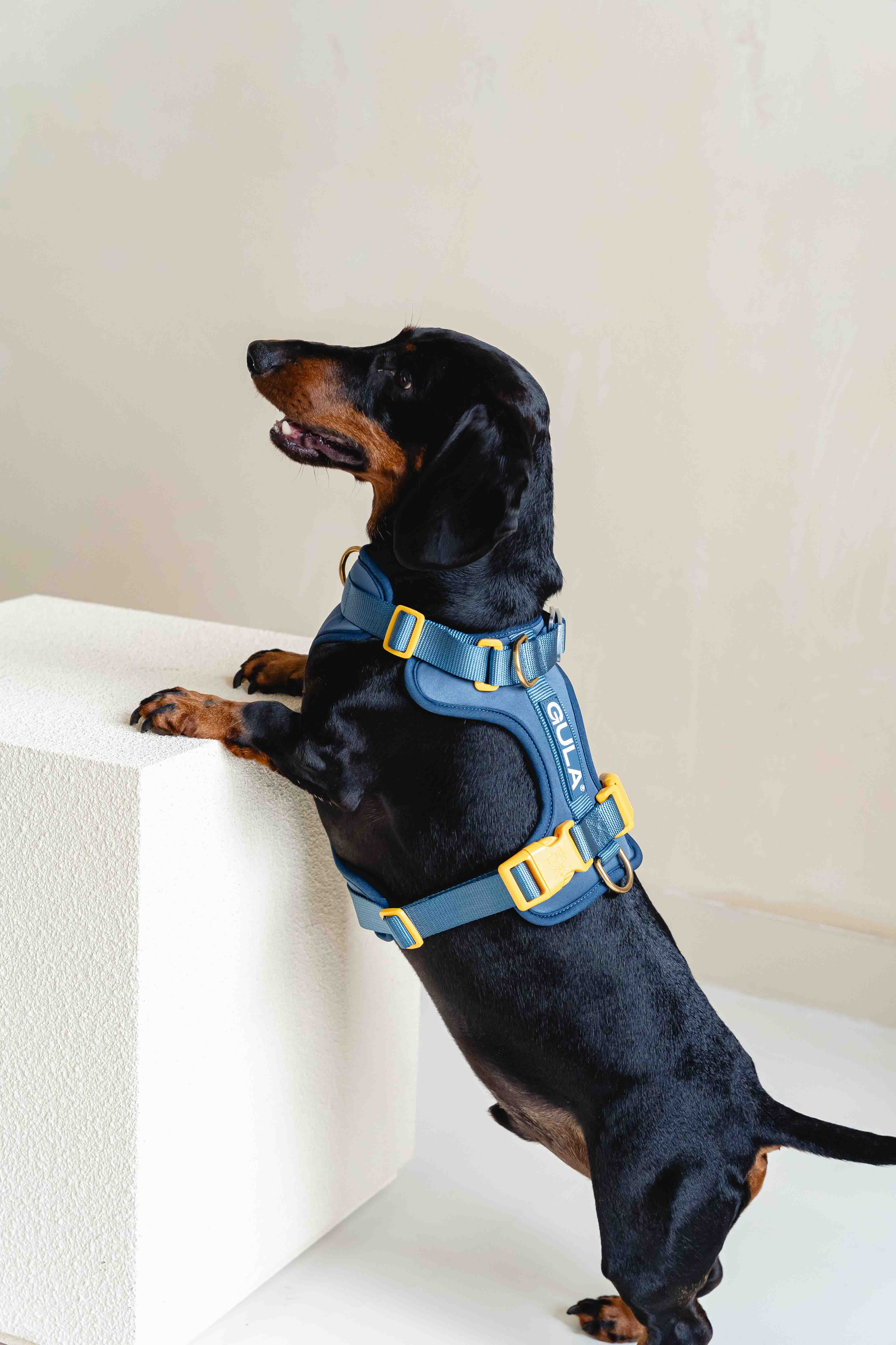 GULA DOG CARE – Großhandel Haustiergeschirr – Hund – Hundegeschirr NEU - Blau & Gelb1