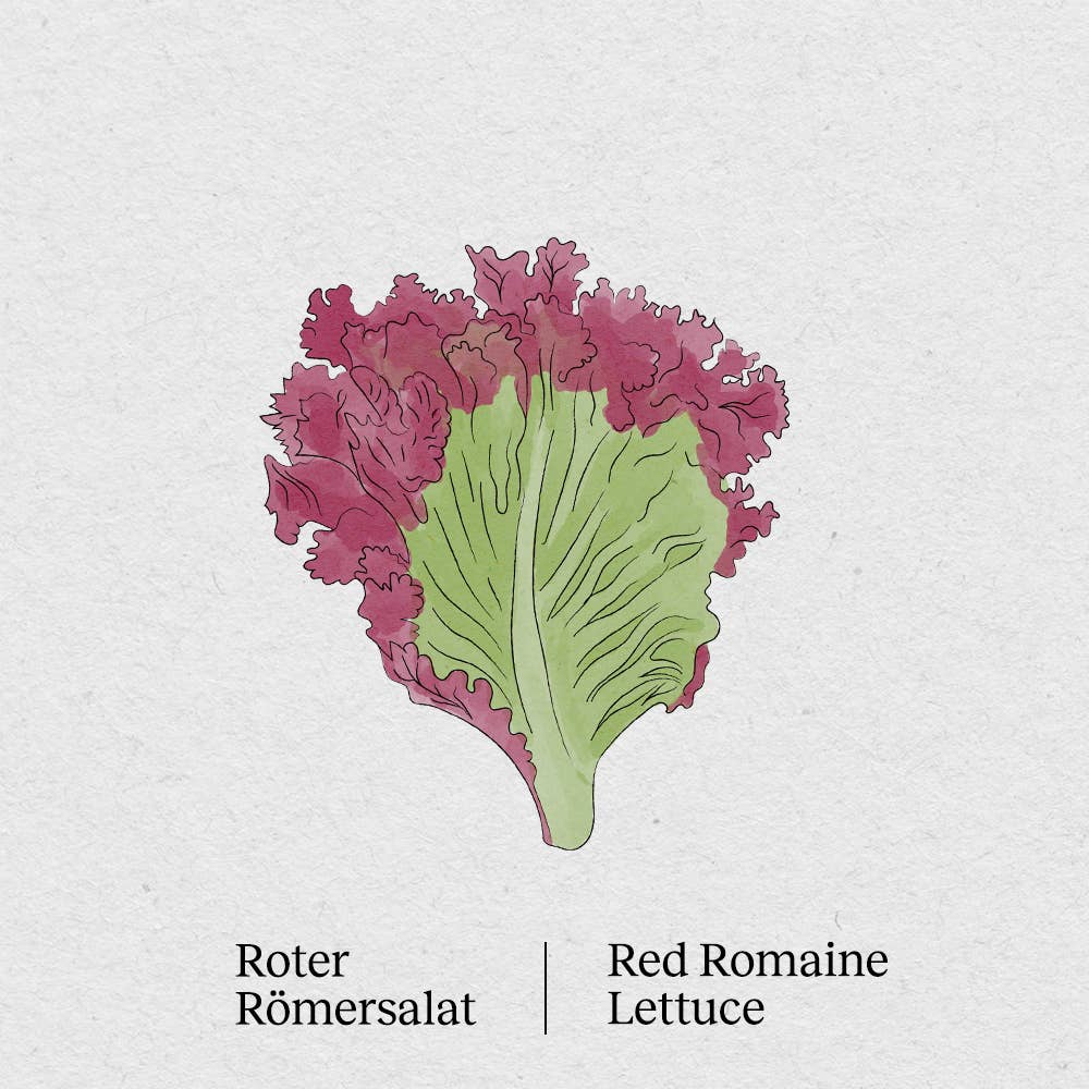 BerlinGreen - Wholesale Plant Seeds - red romaine lettuce