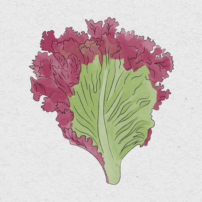 BerlinGreen - Wholesale Plant Seeds - red romaine lettuce0