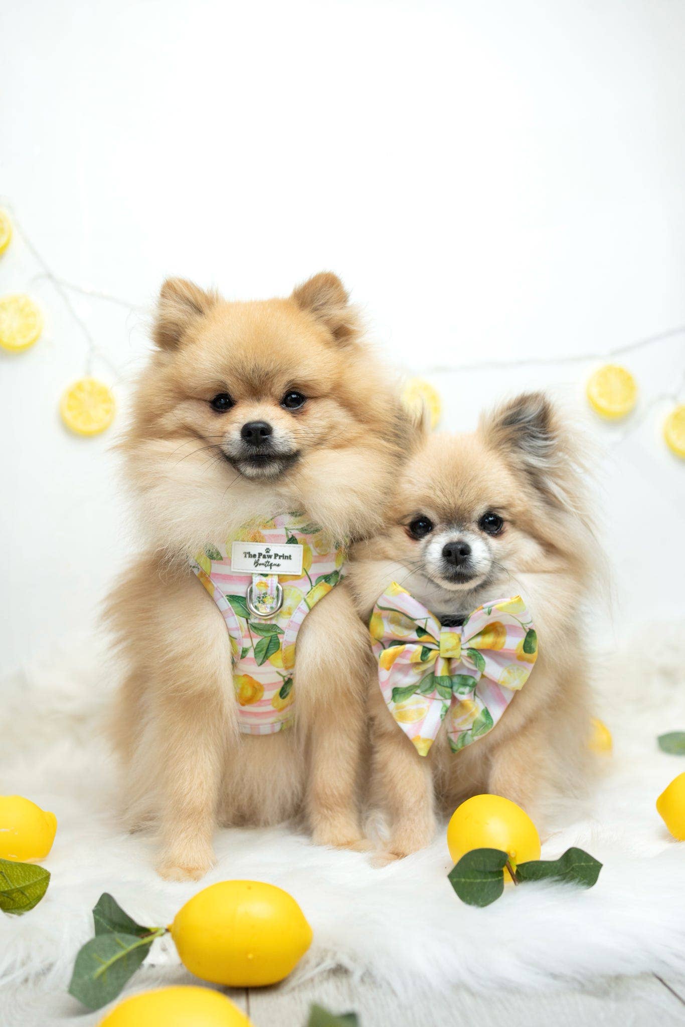 The Paw Print Boutique – wholesale Pet bow tie – Dog – La Dolce Vita Bow Tie8