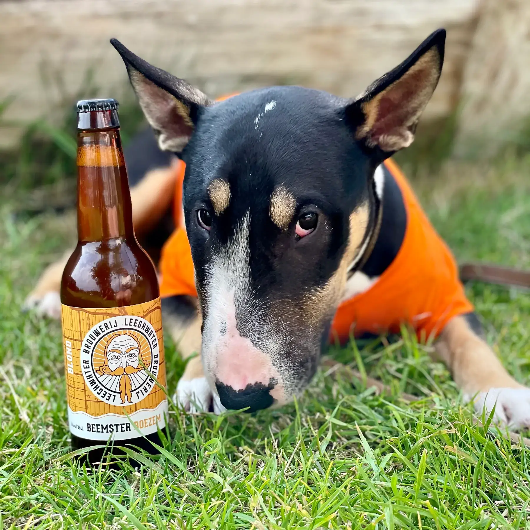 Brouwerij Leeghwater - Wholesale Beer - Brewery Leeghwater Beemster Boezem Blond beer 33cl1