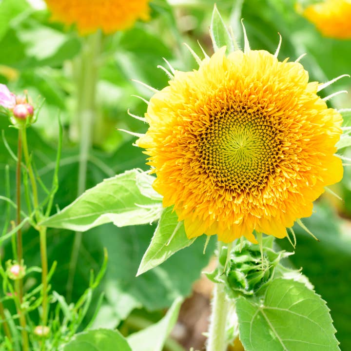 lotusleafaltars - Wholesale Plant seeds - Young Gardener XL Seed Set - With colourful grow guides!9