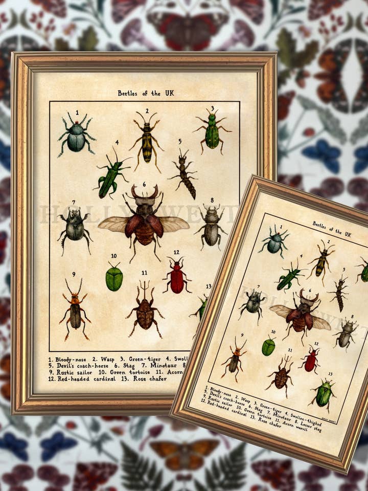Beetles of the UK print for wholesale by Holly Sweet illustration